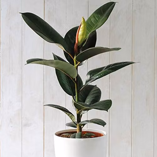 Thompson & Morgan 2 x Ficus Elastica Robusta Indoor Indian Rubber Plant Trees in 12cm Pots – 1