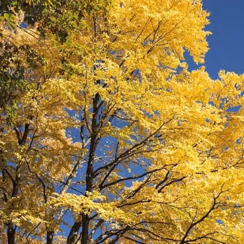 Thompson & Morgan Multi-Stemmed Cercidiphyllum Japonicum Katsura Tree with Fragrant Autumn Leaves, 3 x 9cm Potted Plants