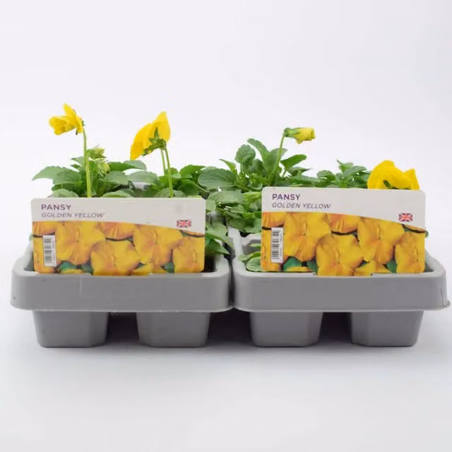 Plants by Post Golden Yellow Pansy Bedding Plants, 12 Garden Ready Plants