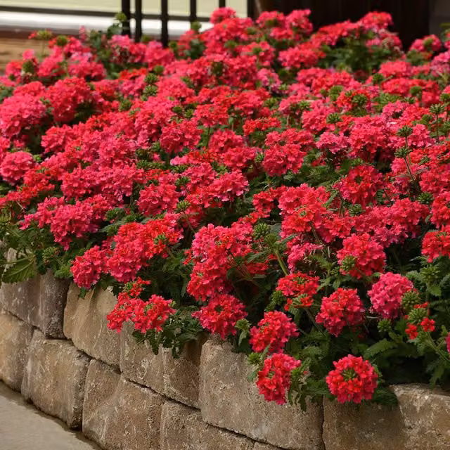 Set of 3 Plant Theory Verbena Bedding Plants in 9cm Pots, Hot Pink and Red