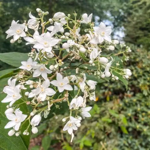 Thompson & Morgan Deutzia setchuenensis VAR. corymbiflora Hardy Deciduous Ornamental Shrub with White Summer Flowers, 3.5 Litre Pot