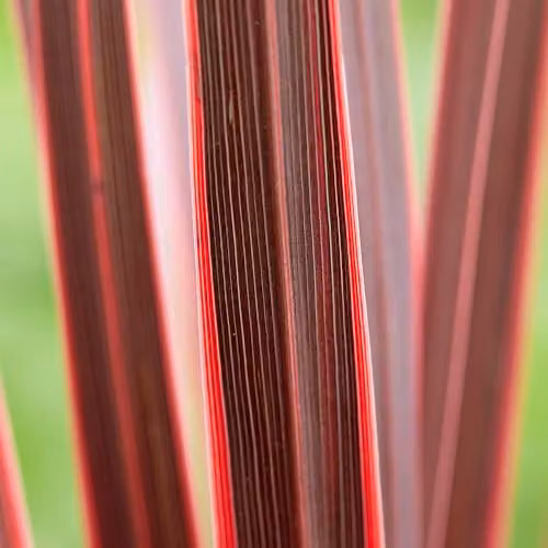 YouGarden Cordyline Australis Charlie Boy Ornamental Potted Plant, Height: 40-60 cm – 2