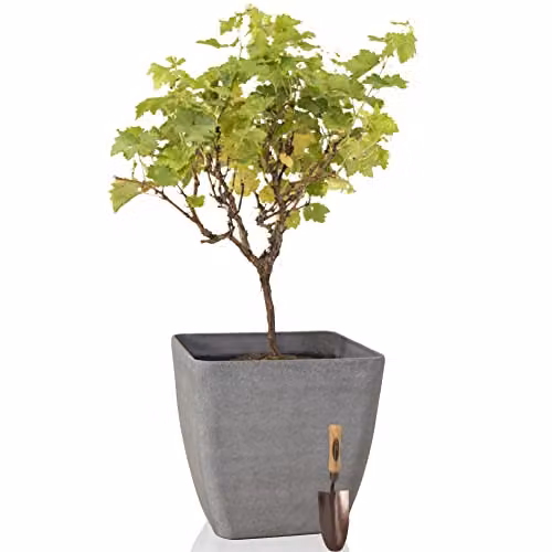 Primrose Grey Stone and Resin Composite Planter Tub 43cm – 1