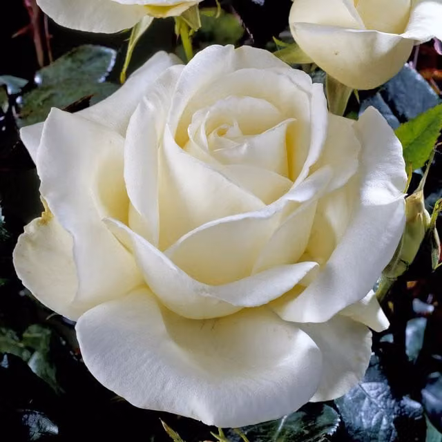 Marshalls Silver Anniversary White Rose Ornamental Shrub