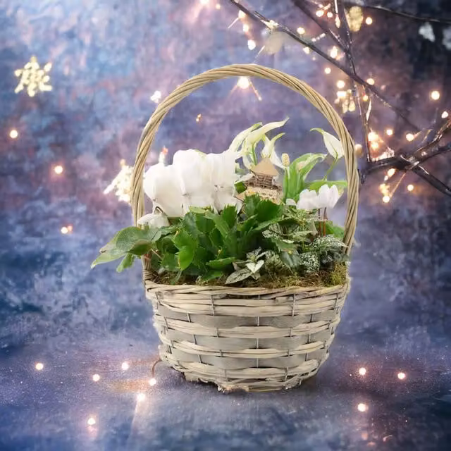 Plants by Post White Cyclamen Lily Indoor Hanging Plant Basket
