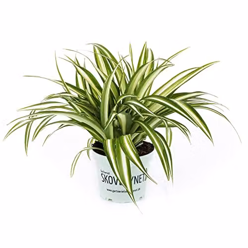 Thompson and Morgan Variegated Spider Plant Chlorophytum comosum 'Variegatum' Indoor Hardy Perennial, 2 x 9cm Pots – 2