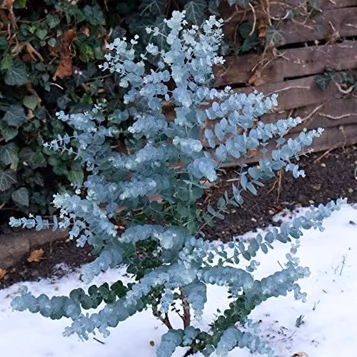 Thompson and Morgan Eucalyptus Azura Cider Gum Hardy Ornamental Tree, 2 x 9cm Potted Plants, Silver Blue Green – 6