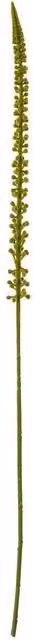 Hill Interiors Eremurus Stem Artificial Plant in Green