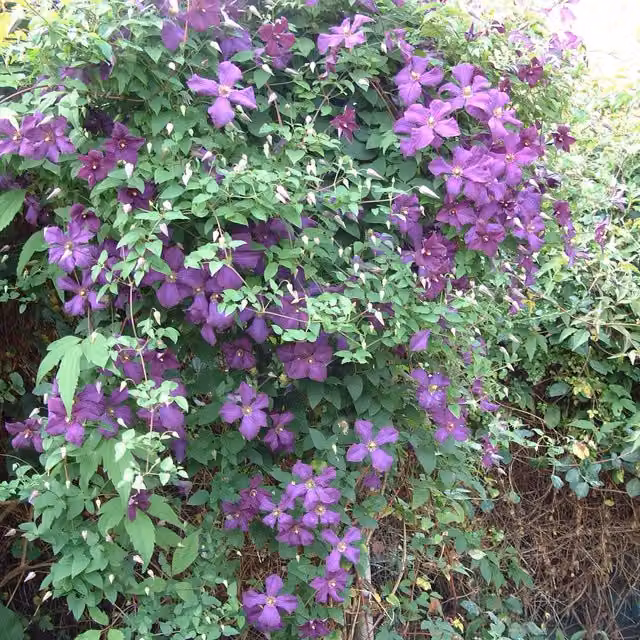 Plants By Post Clematis Viticella Polish Spirit Climber Plant, Purple and Yellow