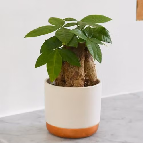 Thompson and Morgan Pachira Aquatica Money Tree Indoor Air-Purifying Plant with Green Foliage, 1 x 9 cm Pot