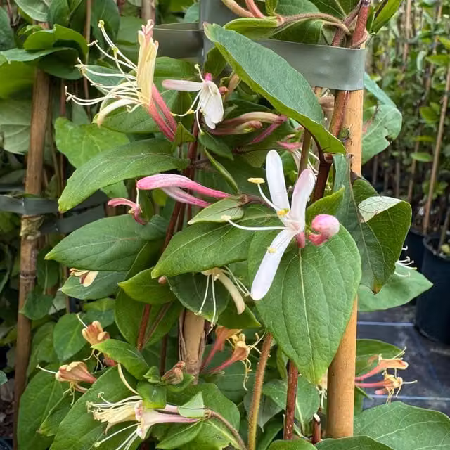 Plants By Post Lonicera Japonica Darts World Climber Plant, Cream and Yellow