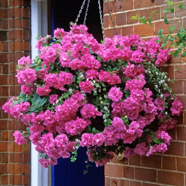 Marshalls Garden Pink Petunia Tumbelina Candyfloss Perennial Outdoor Plant