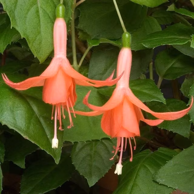 Set of 3 Plant Theory Fuchsia Bedding Plants in 9cm Pots, Pink