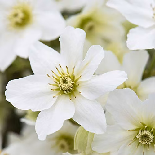 Thompson & Morgan Hardy Perennial Clematis Avalanche White Early Flowering Evergreen Climber, 3 Litre Pot