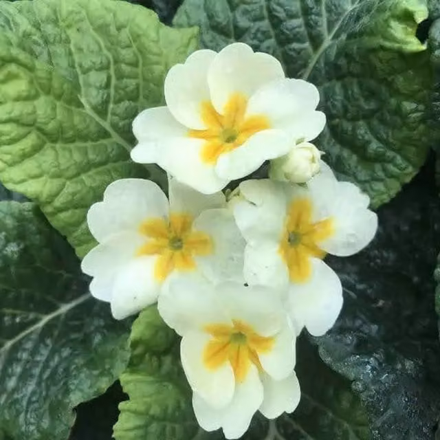 Plants by Post Primrose Cream Bundle of 3 Potted Perennial Plants for Autumn to Spring Flowering, White/Beige, 3 x 9cm Pots
