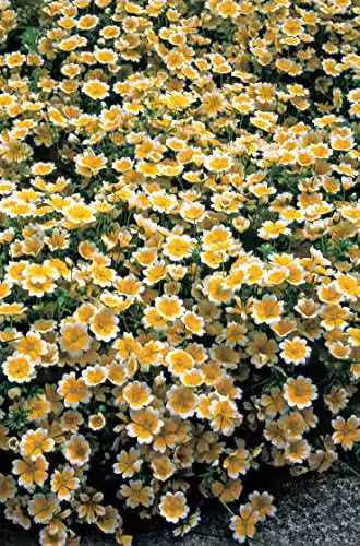 Johnsons Poached Egg Plant Limnanthes White and Yellow Flower Seeds – 3