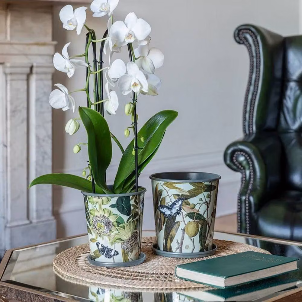 Lemon Pavilion Furniture and Decor Kew Botanical Retreat Planter with Saucer, Green, W: 14 cm, D: 14 cm, H: 16 cm – 5