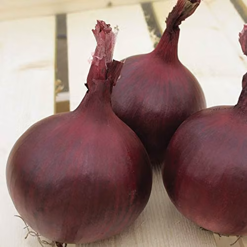 Thompson and Morgan Red Herald Onion Seeds, 1 Packet