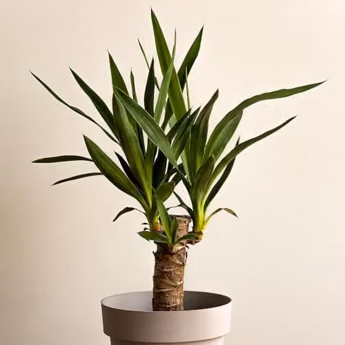 YouGarden Yucca elephantipes Single Stem Indoor Houseplant in 11cm Pot, Height: 45 cm – 1