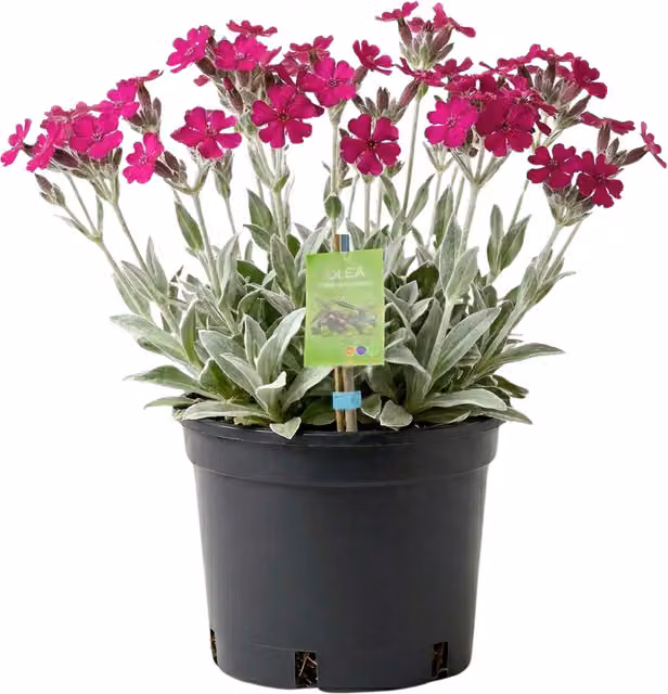 Plants by Post Lychnis Rose Campion Perennial with Pink and Silver Foliage, 2L Pot