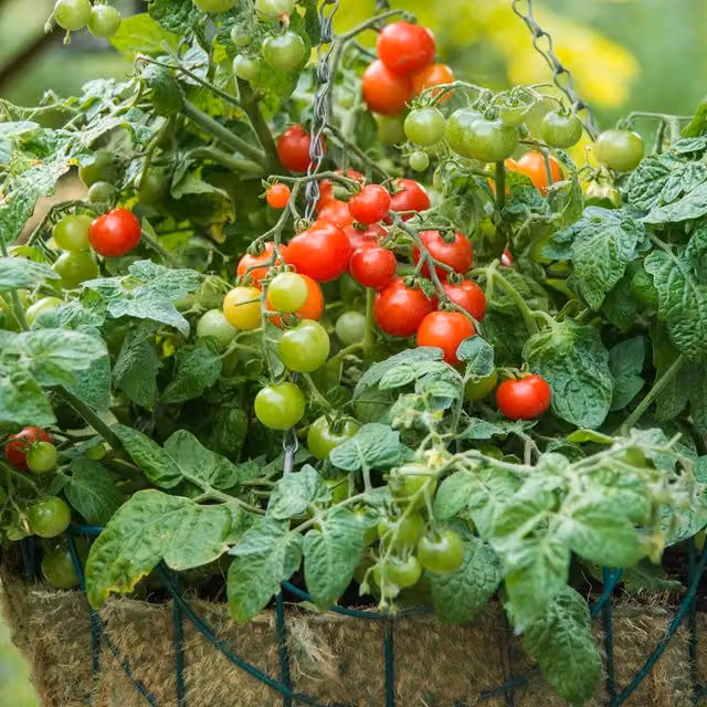 Marshalls Corazon F1 Tomato Seeds, Large Orange Oxheart Beefsteak Variety