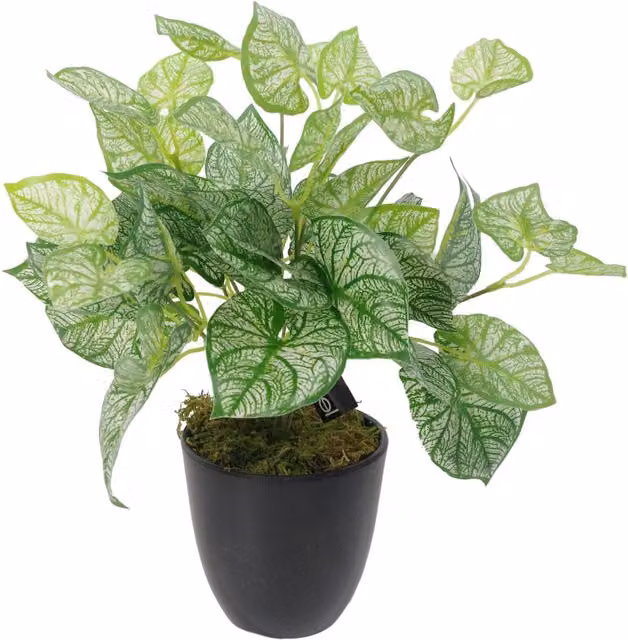Realistic Artificial Green Caladium Araceae Potted Plant with Plastic Pot, W/D/H: 12 x 12 x 12 cm