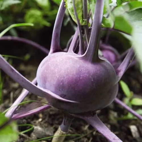 Thompson & Morgan Kohl Rabi Kolibri F1 Hybrid Purple Vegetable Seeds, 35 Seeds