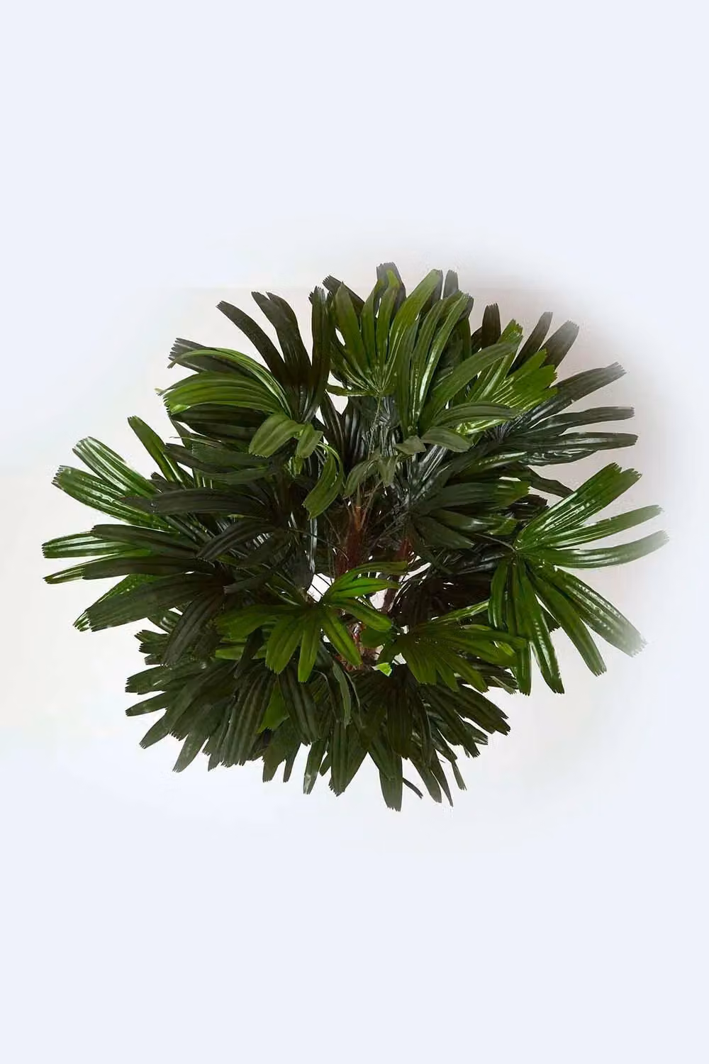Homescapes Artificial Rhapis Excelsa Palm Tree in Green, Height: 150 cm – 2