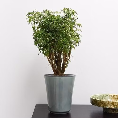 Thompson and Morgan Polyscias fruticosa Ming Indoor Ornamental Shrub with Green Foliage, 1x 12cm Potted Plant