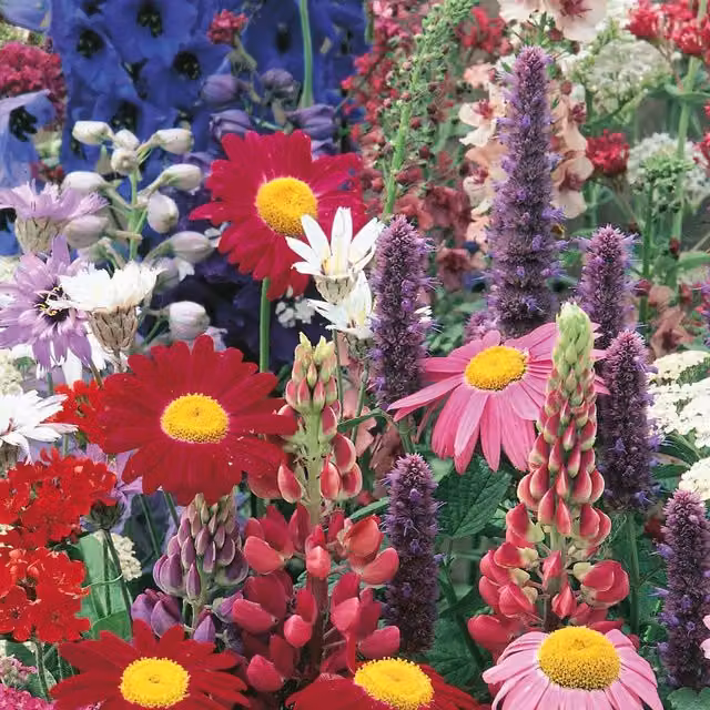 Unwins Multicolour Cottage Garden Border Perennial Flower Seed Mix