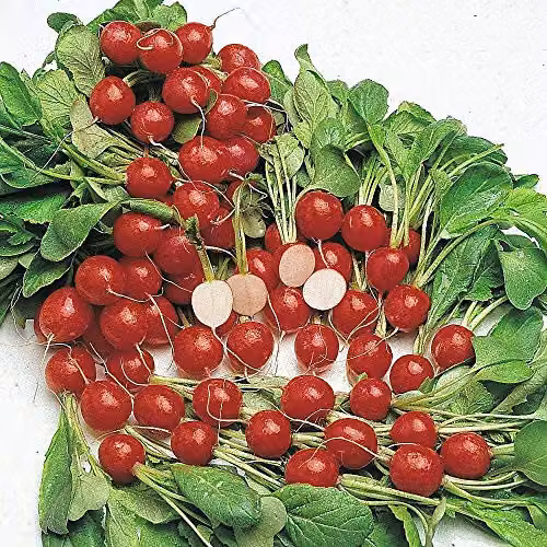Thompson and Morgan Radish Cherry Belle Seeds, 500 Seeds