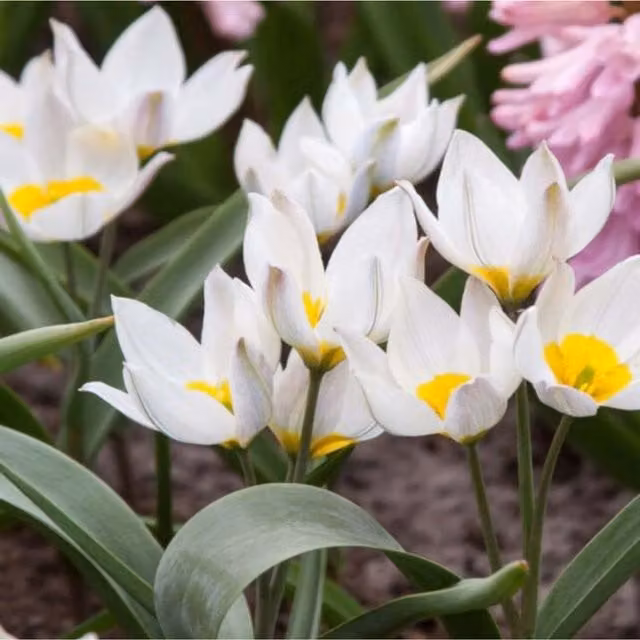 Plants By Post Pack of 10 White Botanical Tulip Polychrome Bulbs