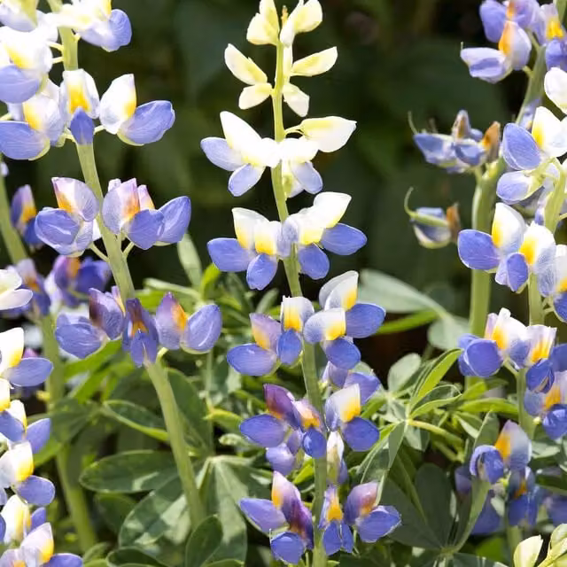 Unwins Blue Javelin Lupin Flower Seeds, Blue, Yellow and White