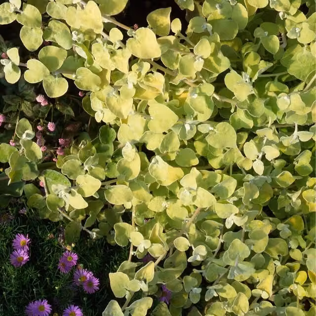 Plants By Post Helichrysum Gold Perennial Outdoor Ground Cover Plant, Gold Yellow, 9cm Pot