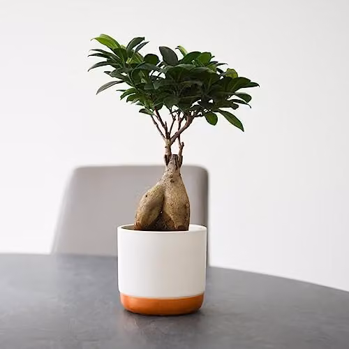 Thompson and Morgan Ficus microcarpa Ginseng Indoor Houseplant in a 9cm Pot, Green – 1
