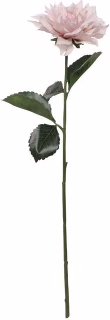 KDMD Glamis Single Dahlia with 2 Leaves, Light Pink, 2 Pack, Height: 61 cm – 1