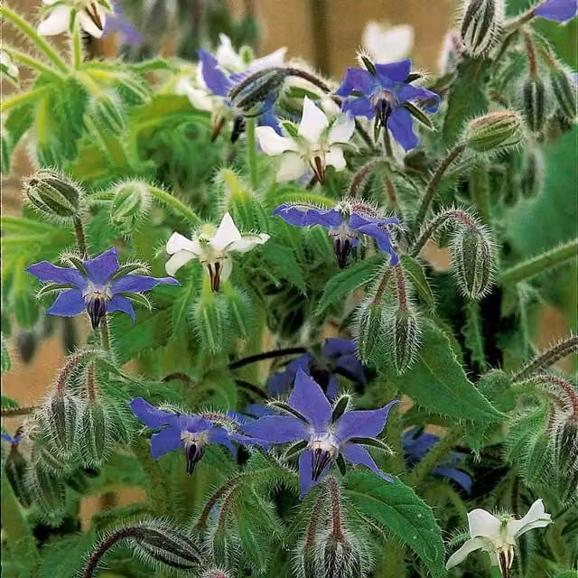 Unwins Borage Summer Skies Wildflower Seeds, Blue and White