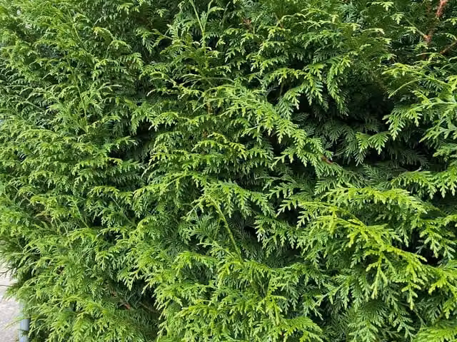 Direct Plants Thuja Plicata Gelderland Western Red Cedar Hedge Plants, Pack of 10, 3 Litre Pots, Green