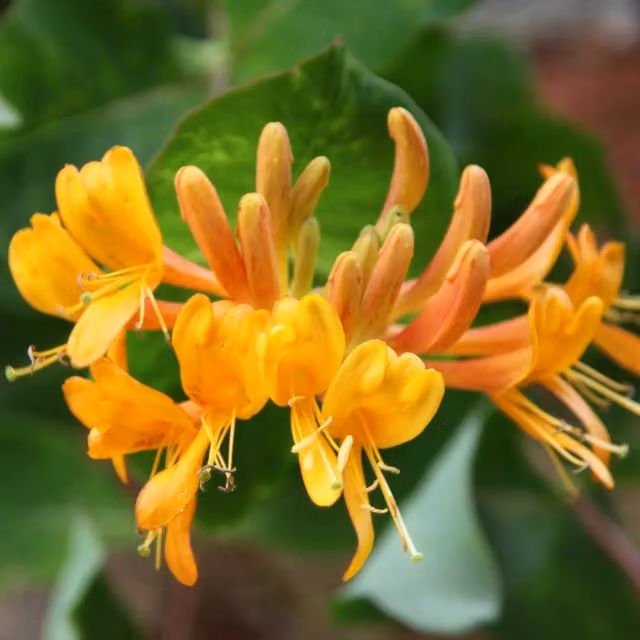 Plant Theory Lonicera Tellmanniana Tellmanns Honeysuckle Yellow Climber Vine Plant, Green