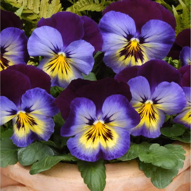 Plants by Post Pansy Midnight Glow Bedding Plants, 12 Garden-Ready Plants in Deep Purple with Black Centres