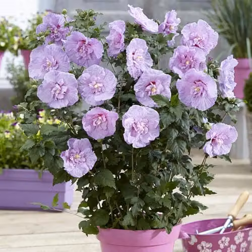 YouGarden Hibiscus Chiffon Lavender Ornamental Purple Shrub in a 3L Pot – 1
