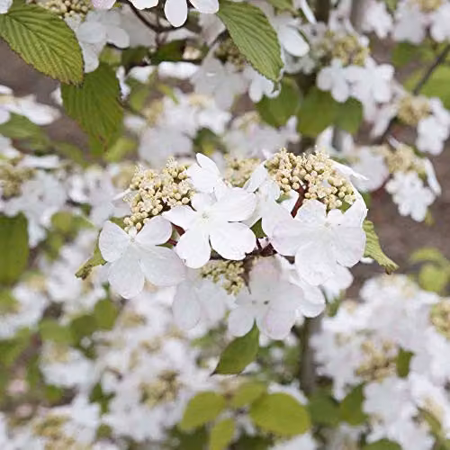 Thompson and Morgan Viburnum Plicatum Kilimanjaro Japanese Snowball Plant with White Blooms, 3 Litre Pot – 4