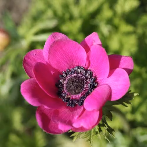 T&M Anemone Rainbow Collection Mixed Spring Bulbs, 300 Bulbs, Multicolour – 2