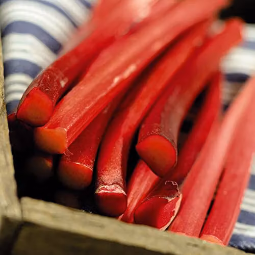 Thompson and Morgan Rhubarb Champagne Budded Pieces, Easy to Grow Summer Fruit Perennial for Vegetable and Ornamental Gardens
