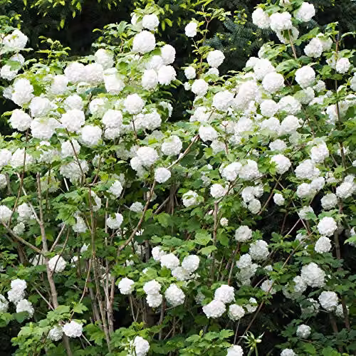 YouGarden Viburnum Eskimo White Standard Ornamental Shrub in 3L Pot – 2
