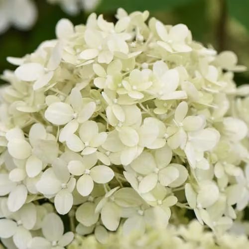 Thompson & Morgan Hydrangea Bobo Dwarf Panicle Ornamental Shrub with White to Pink Blooms, 25 Litre Pot – 4