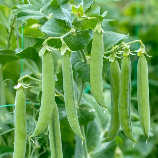 Unwins Vivado Pea Seeds, Brown