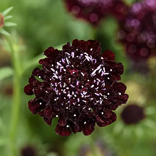 Thompson and Morgan Scabious Ace of Spades Scabiosa atropurpurea Seeds with Black Blooms, Approx. 25 Seeds – 2