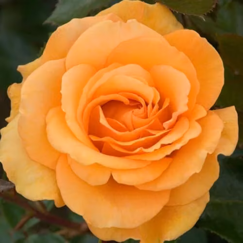 Thompson & Morgan Rose Super Trooper Floribunda Bare Root Shrub with Mandarin-Orange Blooms