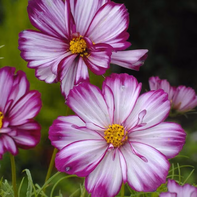 Unwins Cosmos Seeds Fizzy Rose Picotee White and Purple Ornamental Flower Seeds